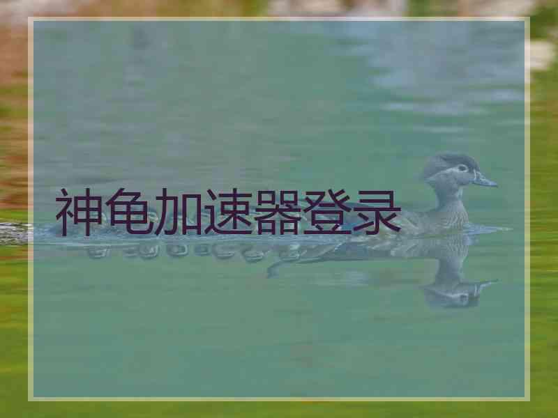 神龟加速器登录