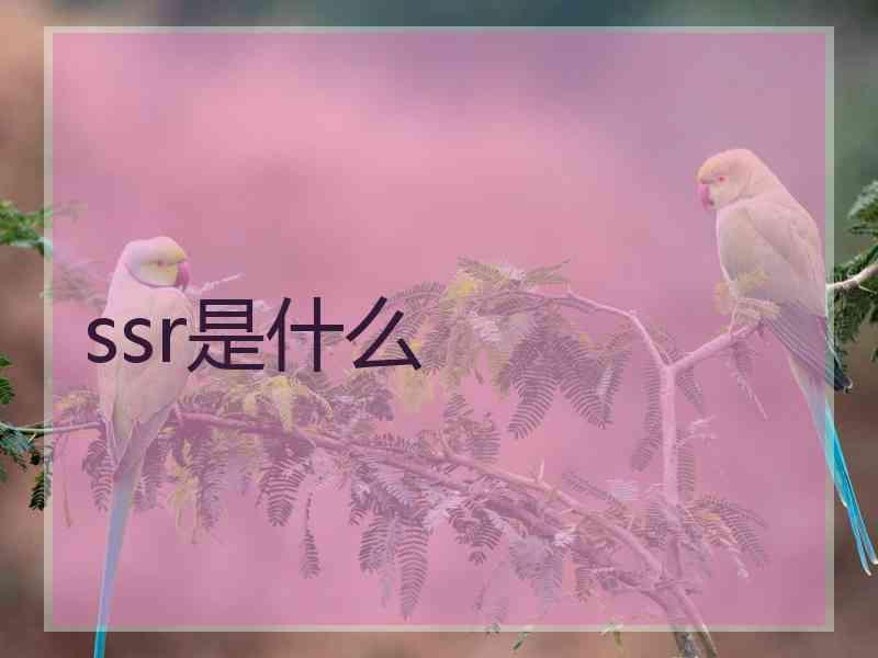 ssr是什么